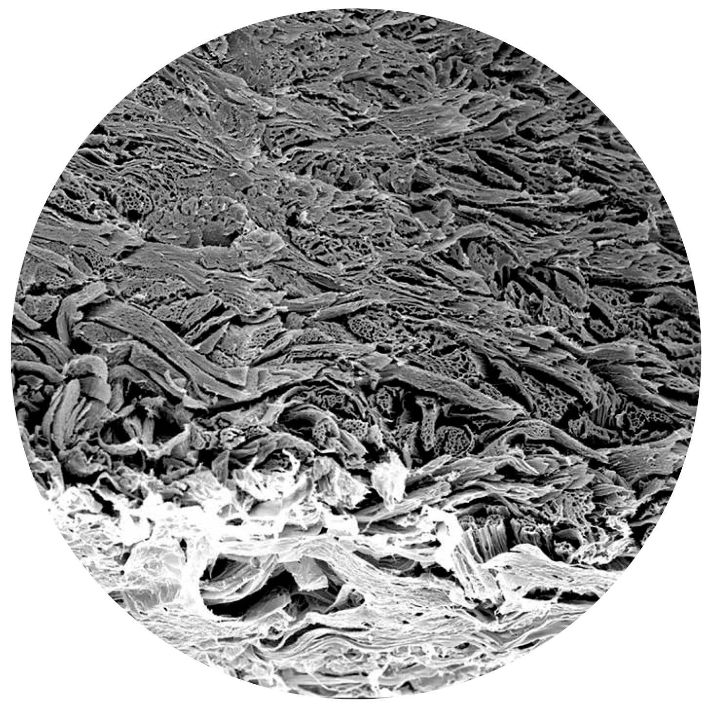 biocade® - Görsel 4